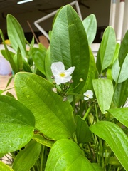 Echinodorus cordifolius