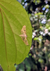 Pycnarmon cribrata