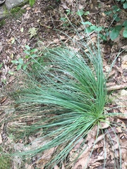 Xerophyllum asphodeloides