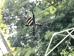 Argiope amoena