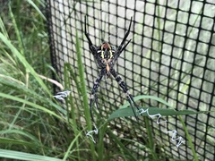 Argiope amoena
