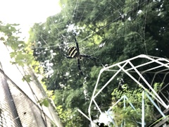 Argiope amoena