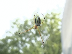 Leucauge blanda