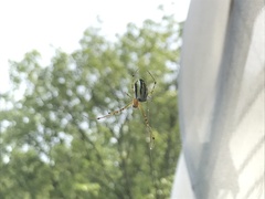 Leucauge blanda