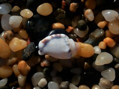 Canarium microurceum