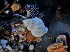 Coralliophila squamosissima