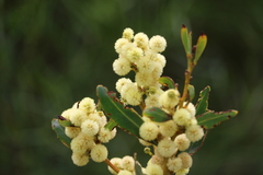 Acacia myrtifolia