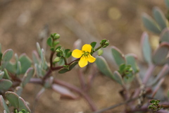 Roepera glauca