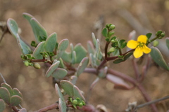 Roepera glauca