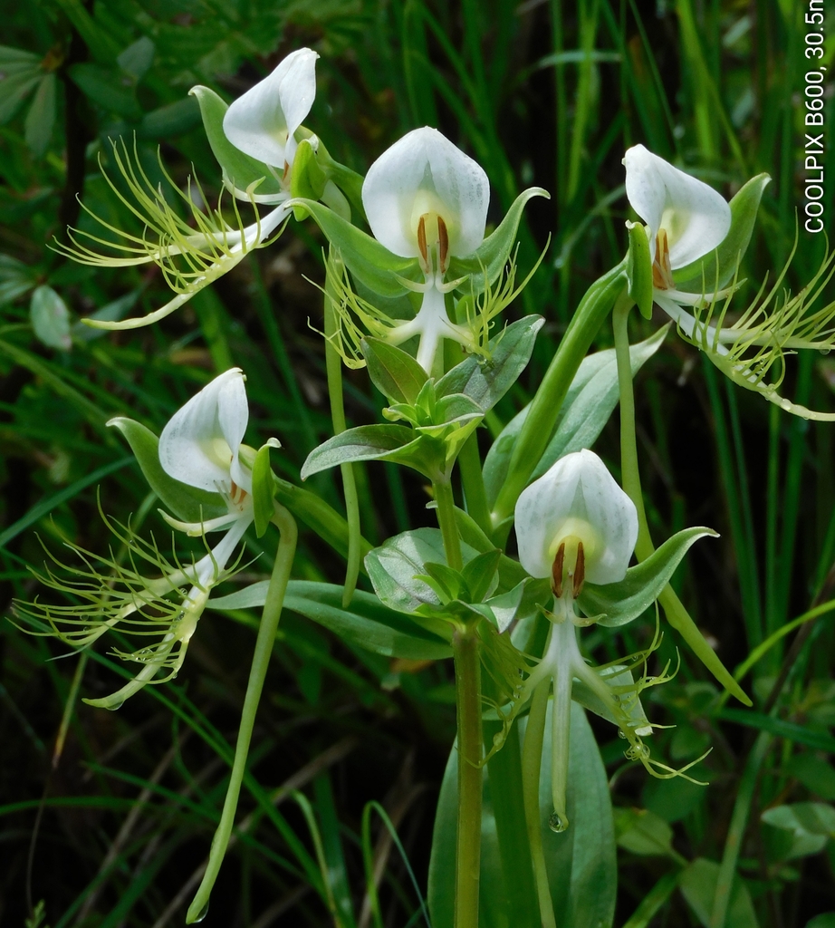 Habenaria intermedia