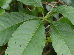 Cissus elongata