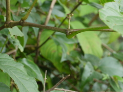 Cissus elongata