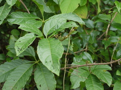 Cissus elongata