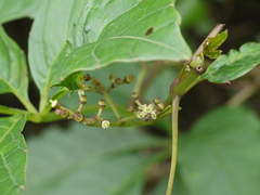 Cissus elongata