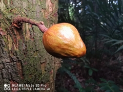 Dysoxylum cauliflorum