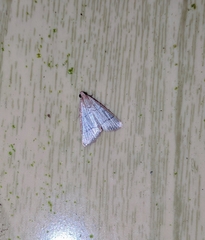 Hypsopygia repetita