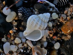 Coralliophila squamosissima