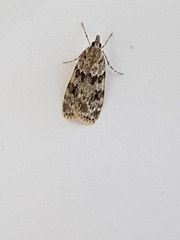 Scoparia basistrigalis