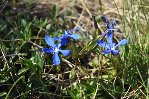 horec jarný (Gentiana verna)