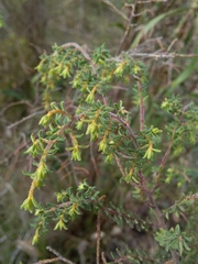 Pultenaea hispidula