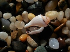 Canarium microurceum