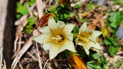 Gentiana scabrida