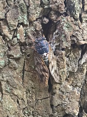 Graptopsaltria nigrofuscata
