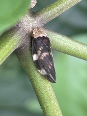 Ptyelinellus praefractus