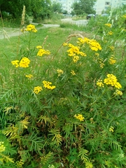 Tanacetum vulgare
