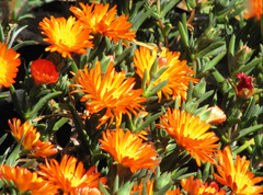 Lampranthus aureus