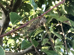 Cryptotympana facialis