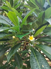 Plumeria