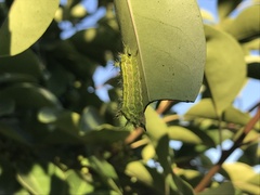 Parasa lepida