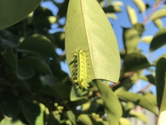 Parasa lepida
