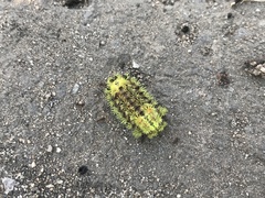 Parasa lepida