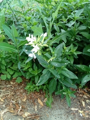 Saponaria officinalis
