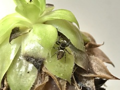 Hasarius adansoni