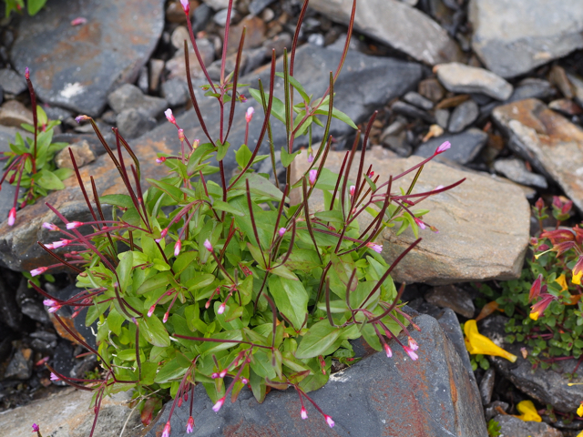 Epilobium anagallidifolium