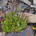 Epilobium anagallidifolium - Photo 由 Wendy Feltham 所上傳的 (c) Wendy Feltham，保留部份權利CC BY-NC