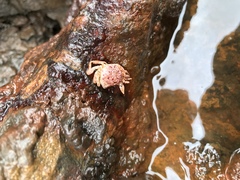 Metopograpsus thukuhar