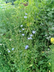 Cichorium intybus