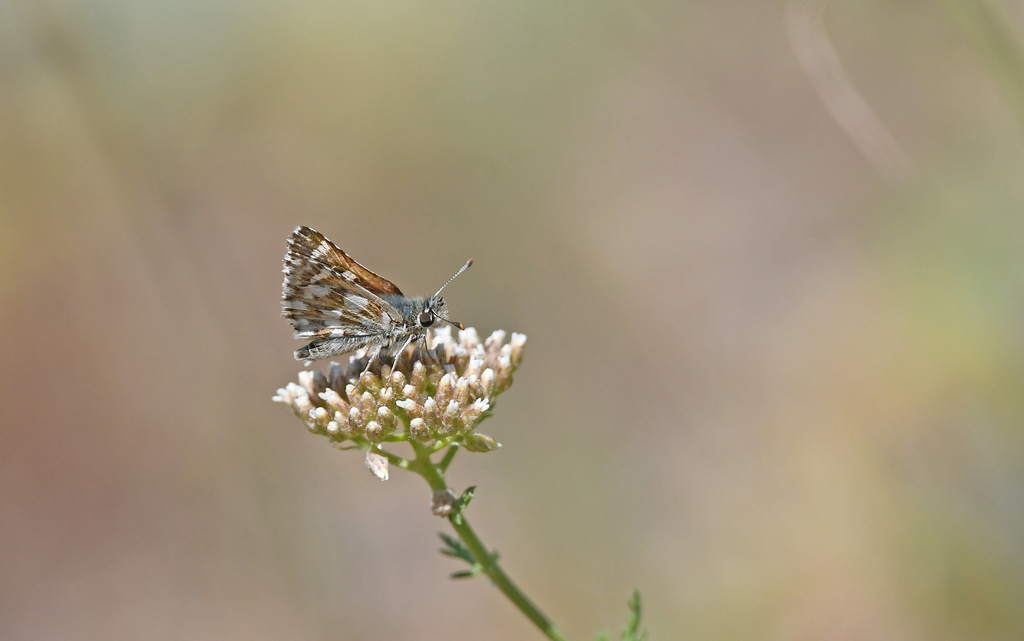 Spialia therapne