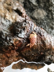 Metopograpsus thukuhar