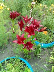 Lilium