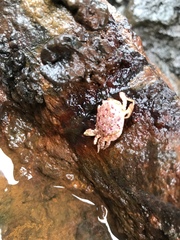 Metopograpsus thukuhar