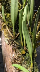 Bulbophyllum affine