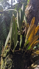 Bulbophyllum affine