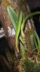 Bulbophyllum affine
