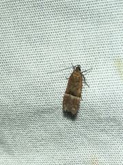 Eudactylota iobapta