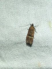 Eudactylota iobapta